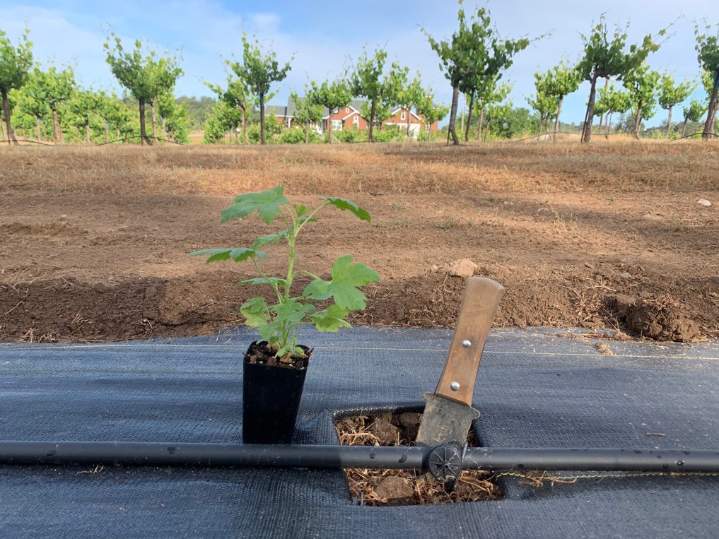 About Us El Dorado Wine Grape Growers Association